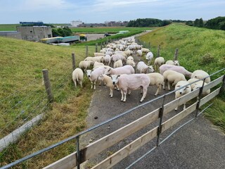 Chalet Westerland (Wieringen) Ambiente 38