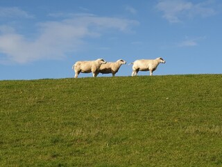 Chalet Westerland (Wieringen) Ambiente 39