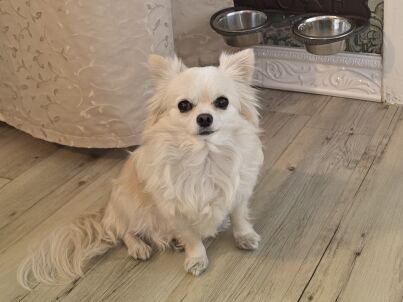 Frau Andrea Elischer