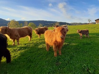Unsere Hochlandrinder