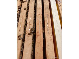 Kaiserwinkl. Kössen, Bichlach_Bauernhaus Hechenbic