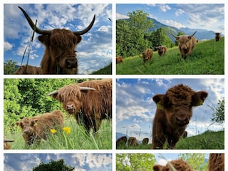 Unsere Schottischen Hochlandrinder