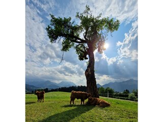 Unsere Tiere genießen den Sommer