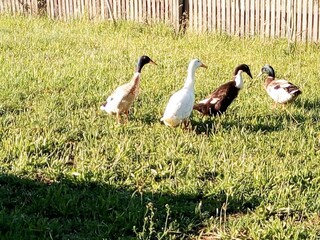 Quak, quak - die Enten