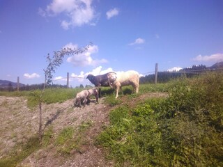 Unsere Rasenmäher :-)