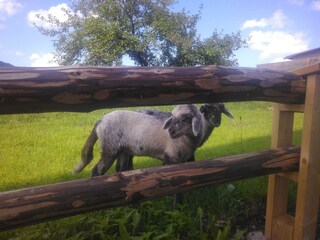 Sabrina und Samantha - der Nachwuchs