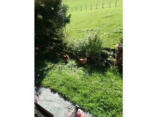 Kaiserwinkl, Walchsee, Haus Sonnleiten Kaiserwinkl