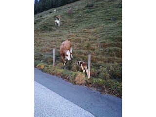 Kaiserwinkl, Walchsee, Haus Sonnleiten Kaiserwinkl