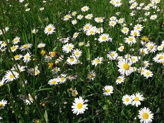 Haus Blösl, Kaiserwinkl, Kössen, Sommer (7)