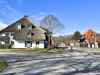 Kormoransiedlung