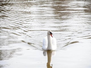 Vakantiepark Loosdrecht Omgeving 29