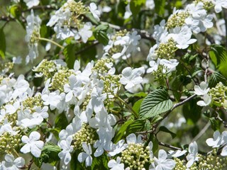 Parque de vacaciones Loosdrecht  36