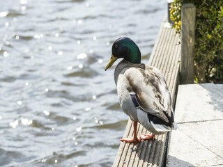 Vakantiepark Loosdrecht Omgeving 36