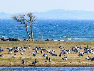 Vakantiehuis Falsled  10