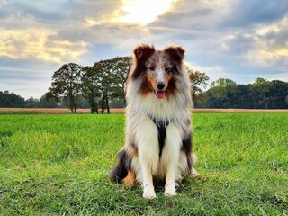 Hund