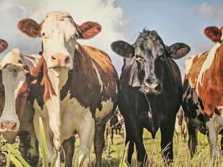 Appartamento per vacanze Diemelsee Registrazione all'aperto 10