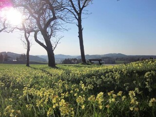 Apartment Siegsdorf Environment 16