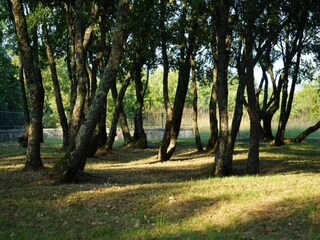 Holiday house Galižana Environment 33