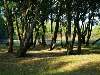 Casa per le vacanze Galižana Ambiente 31