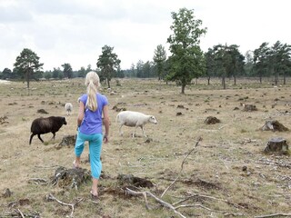 Vakantiepark Appelscha Omgeving 15