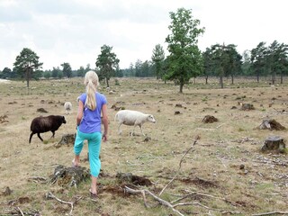 Vakantiepark Appelscha Omgeving 13