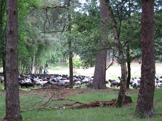 Eintrieb auf dem Schäferhof Neuenkirchen