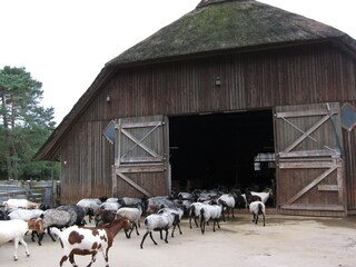 Und ab in den heimeligen Stall