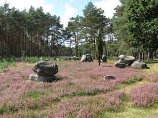 Heideblüte Ende August/Anfang September