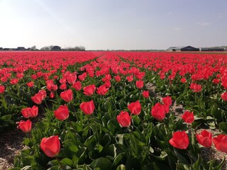Casa per le vacanze Julianadorp Ambiente 38