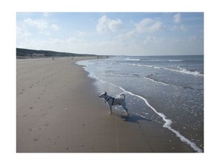 Casa per le vacanze Julianadorp Ambiente 39