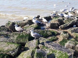 Appartamento Nieuwpoort Ambiente 9