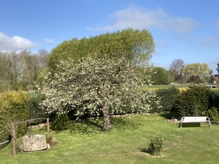 Blühender Kirschbaum im Wonnemonat Mai