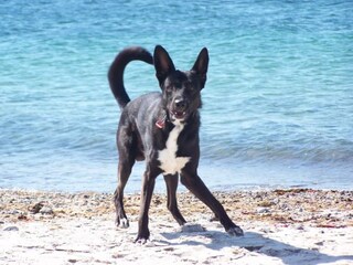 Hundespass am Strand