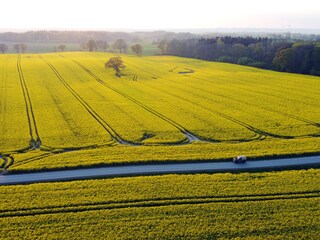 Rapsblüte im Mai.....