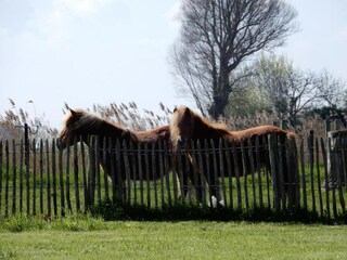 Vakantiehuis Nieuwpoort Omgeving 26