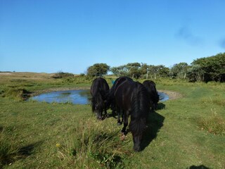 Appartamento per vacanze Oostkapelle Ambiente 20