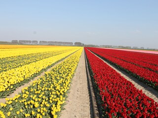 Casa per le vacanze Breskens Ambiente 40
