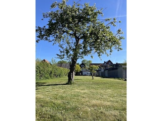 Wiese mit Apfelbäumen