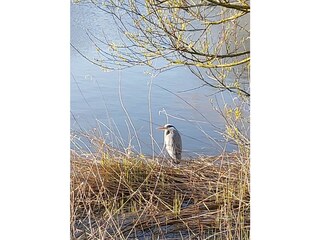 ein Gast am Angelteich
