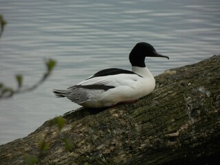 Natur pur