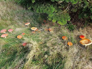 Vakantiehuis Marielyst  13