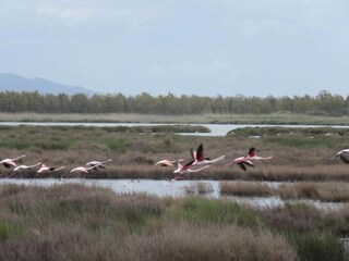 Vakantiehuis Marrubiu Omgeving 22