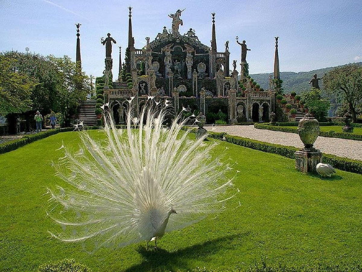 Isola Bella - Pfau