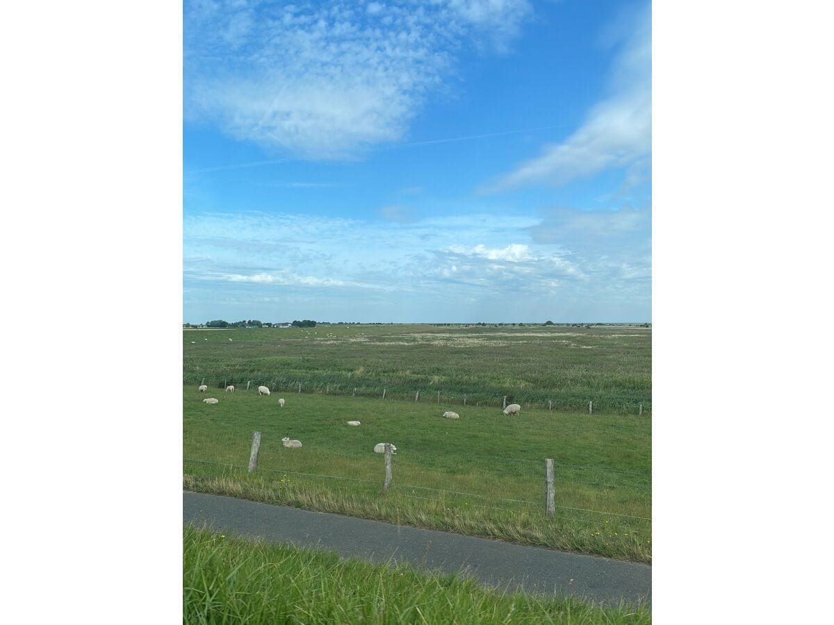 Die Fahrt über den Deich nach Nordstrand