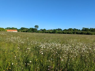 Wild flower meadow. Dog walk