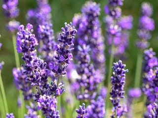 Ferienhaus Berlingen  27