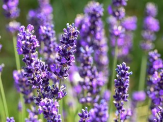 Maison de vacances Berlingen  27