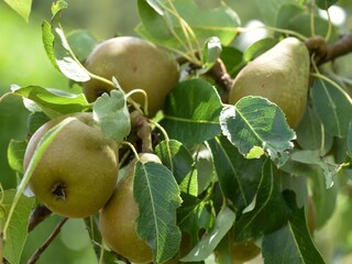 Casa de vacaciones Berlingen  27