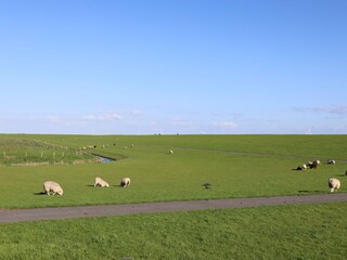 Hilgenriedersiel Deich