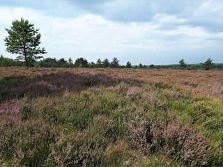 Maison de vacances Hovborg  12